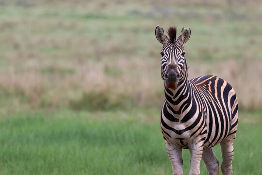 View of a striking zebra with bold black and white stripes standing alert amidst the soft green expanse of an open field, Kruger Park, South Africa.
