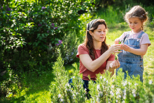 Little girl and her mother pruning fresh rosemary bushes with shears in summer garden