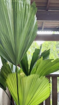 Vertical tropical leaf footage inside a wooden chalet with soft natural light.