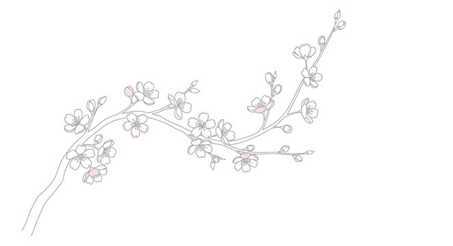 Floral branch, cherry blossom, pink flowers, vector illustration, botanical design element