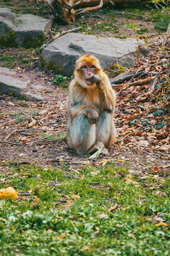 Young Barbary macaque looking curiously at camera in Alsace park at Montagne des Singes