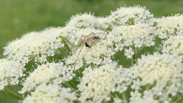 A macro shot of a pale crab spider (Thomisidae) camouflaged on a white umbel flower (Cow Parsley), waiting for prey. The spider is holding a small insect it has captured.