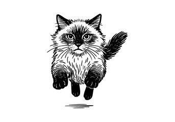 Ragdoll Cat hand drawn simple sketch vector illustration © Shutoda