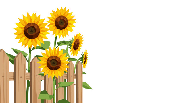 Vibrant sunflowers blooming beside a rustic wooden fence against a white background, showcasing bright yellow petals and green leaves in a minimalist composition