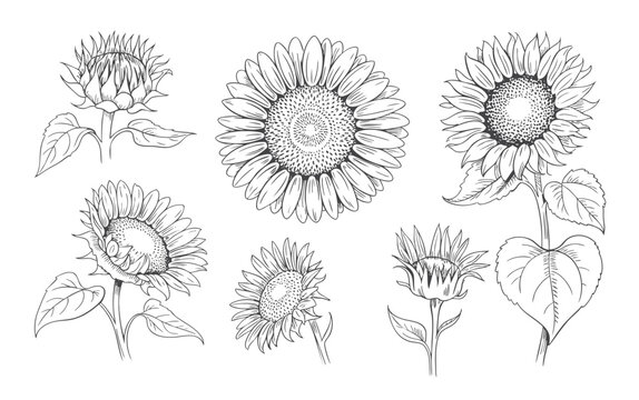 Sunflower flower set in classic engraving line art style.