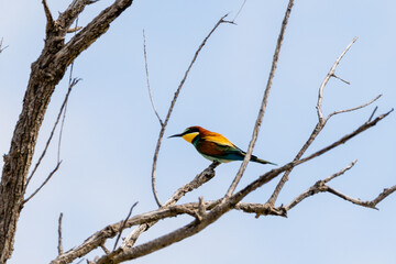 Obraz premium European bee-eater perched on branch in Tunisia -April 24, 2026