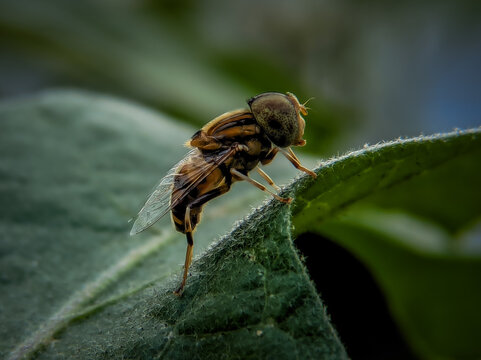 Macro of a Syrphid fly on a plant leaf, insect wildlife photography