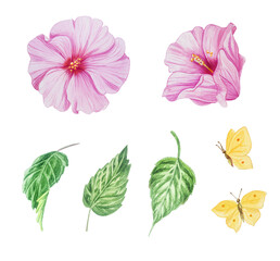 Fototapeta premium Pink hibiscus flowers, leaves and buds with butterflies watercolor isolated illustration set