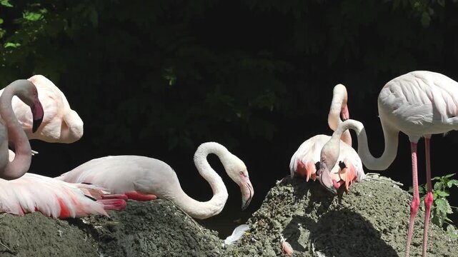 American Flamingo or Caribbean Flamingo, Phoenicopterus ruber. Flamingos are the only non-extinct bird in the order Phoenicopteriformes.