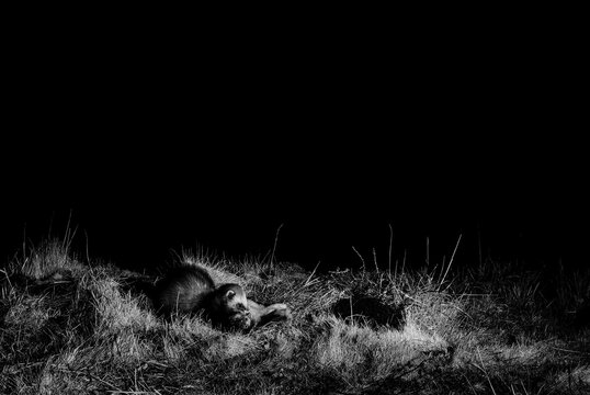 A wild polecat/ ferret is seen resting in the grass, possibly after a hunt or during a moment of relaxation in its natural habitat.
