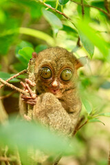 Fototapeta premium A curious Belitung Tarsier looking directly at the lens, highlighting its unique facial features and nocturnal adaptations.