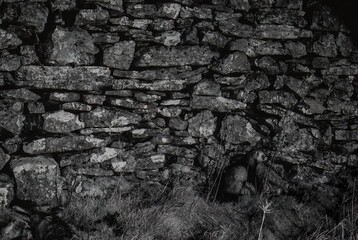 A badger emerges from its sett at dusk, seeking food near a dry stone wall in the British countryside. © John