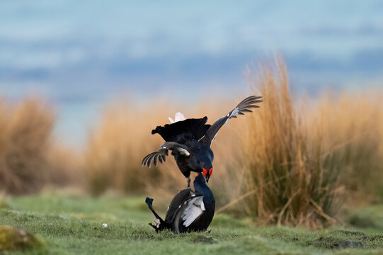 Two black grouse males fight for dominance during the lekking season. The larger male stands over the smaller one, asserting his territory and mating rights.