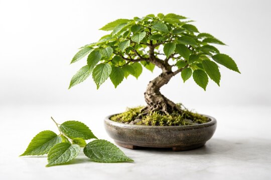 Close-up of a small Celtis bonsai and hackberry leaves isolated on a smooth white surface