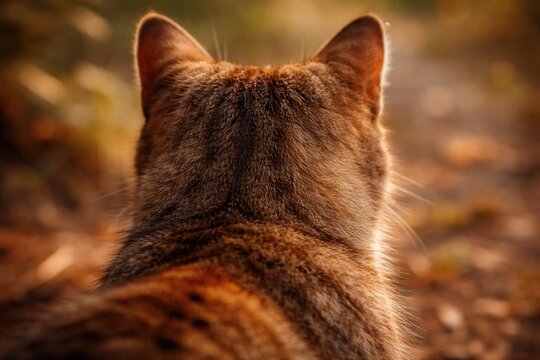 Brown cat neck and upper back in natural light
