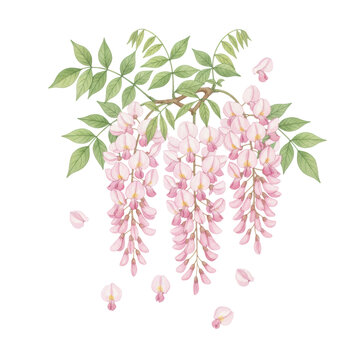 Detailed watercolor illustration of cascading pink wisteria clusters and green leaves on branches against a white background, elegant botanical spring atmosphere