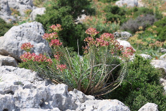 Euphorbia rigida, also known as gopher spurge, growing on the rocks
