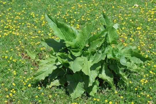 Arum dioscoridis, commonly known as the Spotted arum, is a plant of the arum family (Araceae)	
