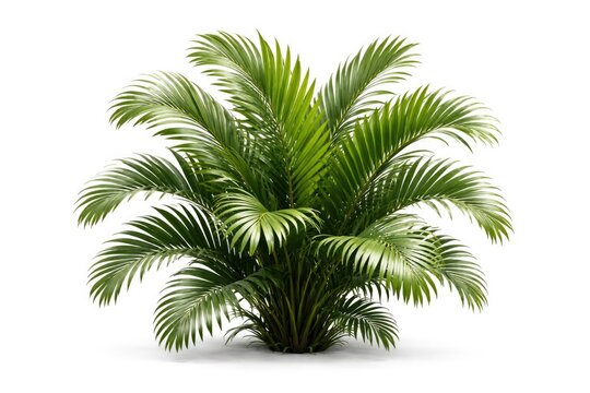 Cut out nipa palm leaf cluster on white background with precise clipping path