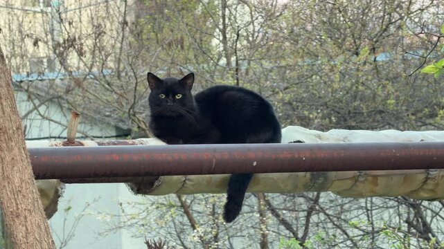 A sleek black cat sits alertly on a large insulated pipe. The scene feels calm and observant as the feline watches from its high urban lookout among the spring trees.