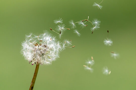 たんぽぽの種」の写真素材 | 359,761件の無料イラスト画像 | Adobe Stock
