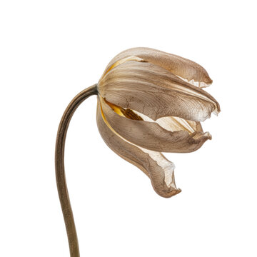 Withered single tulip with papery translucent petals and a drooping stem isolated on a transparent background, capturing the concept of fragile transience