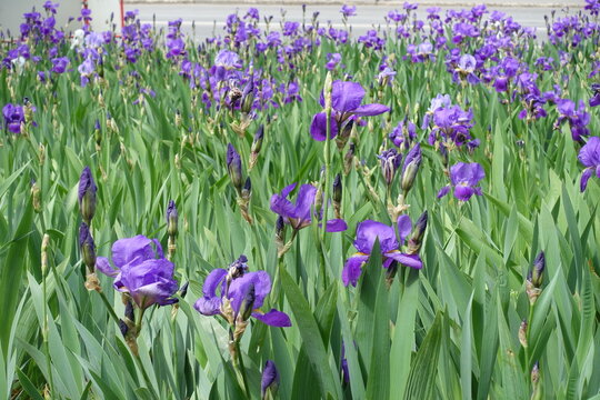 Plenty of purple flowers of common bearded irises in mid May
