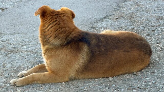 A small brown dog lies peacefully on a rough gravel road. Its head is turned away, creating a feeling of quiet contemplation and calm. This simple scene captures a lonely but serene moment.
