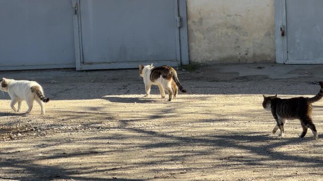 Three cats walk through a dusty outdoor area under bright sunlight. The scene feels quiet and curious as the animals explore their urban environment. It captures a peaceful, humble moment.