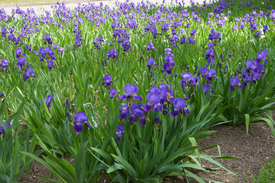 Profusion of purple flowers of common bearded irises in mid May