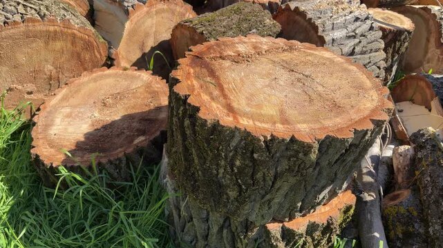 Freshly cut wood rounds sit stacked in a lush, green field. The warm sunlight highlights the rough bark and golden grain, evoking a sense of peaceful, rustic outdoor work.