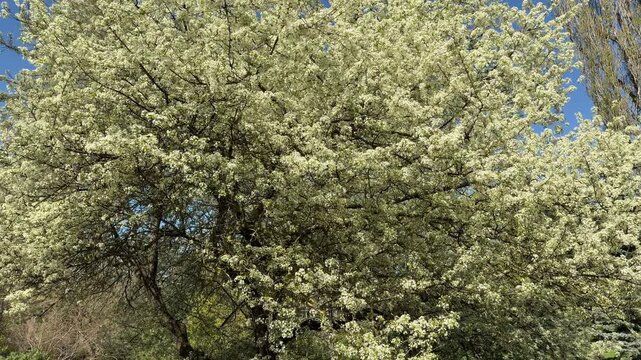 Dense white flowers bloom on a massive tree against a clear sky. The sight is cheerful and full of life, bringing a joyful feeling of spring. The bright sunlight warms the delicate petals.