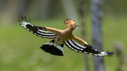 Eurasian Hoopoe © Mehmet