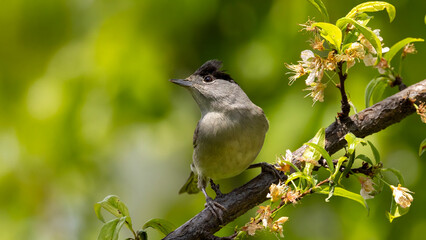 European blackcap  © Mehmet