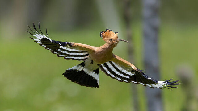 Eurasian Hoopoe
