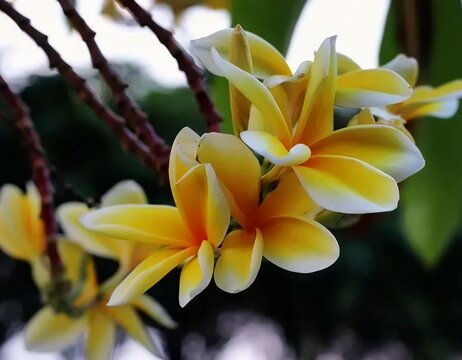 Magnolia Champaca