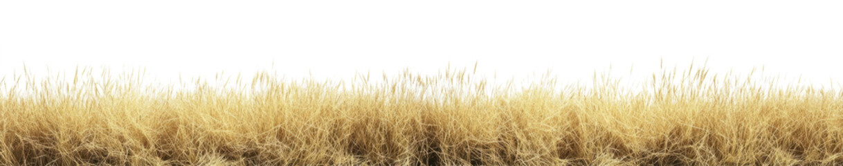 Obraz premium dry, golden brown grass against a transparent background. 