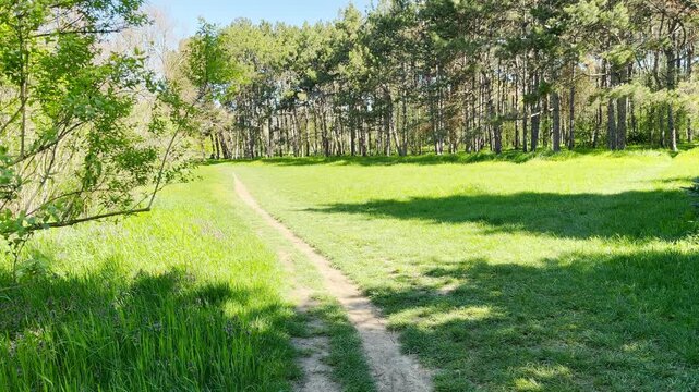 A peaceful dirt trail cuts through a bright, grassy field under the warm sun. This wide landscape creates a feeling of freedom and calm adventure. The tall trees offer a sense of quiet protection.