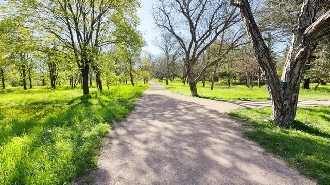 A broad dirt path stretches toward the horizon through a lush, green park. The bright morning sun creates soft shadows, giving the scene a peaceful and calm feeling. It is a perfect day for a walk.