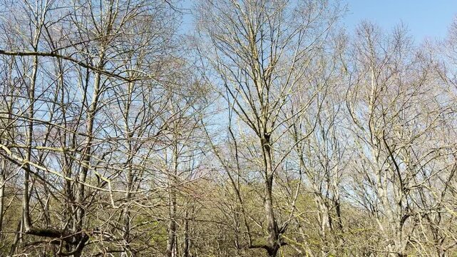 Dormant trees stretch their thin, brown branches against a bright blue sky. This quiet scene brings a feeling of patient waiting and peaceful anticipation for new leaves. The sun warms the woods.