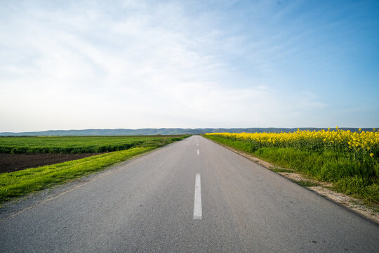 View of a straight road stretching into the horizon, flanked by vibrant yellow rapeseed fields and green meadows under a vast blue sky, SREMSKA MITROVICA, Serbia.