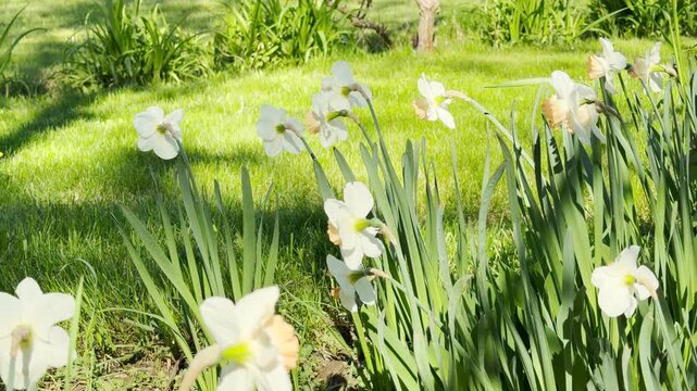 Elegant white flowers bloom beautifully across a bright, grassy field. This scene feels warm and full of life, offering a sense of pure relaxation. The sunny day highlights nature's quiet charm.