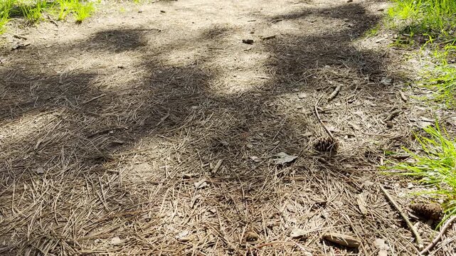 Dry pine needles and small twigs cover a dirt path in a sunny forest. Soft shadows fall across the ground, creating a warm and earthy feeling. This natural floor looks inviting and very peaceful.