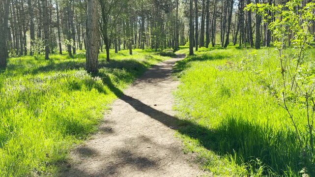 A winding dirt path leads through a bright, sunlit forest. Tall trees cast long shadows over vibrant green grass, creating a peaceful and refreshing atmosphere that feels full of life.