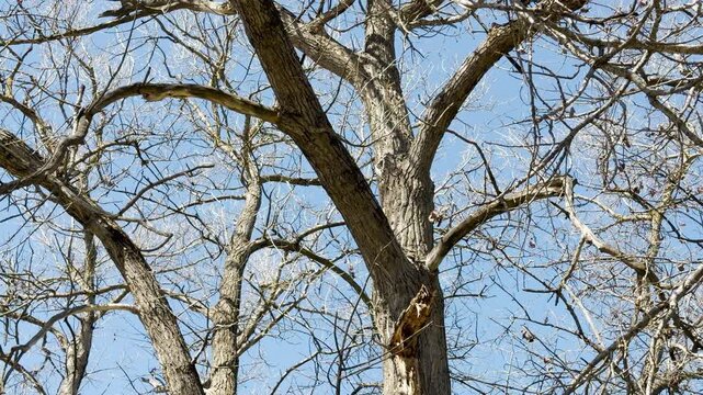 Intricate tree branches reach upward, filling the frame with a complex web of wood. This dormant winter scene evokes a sense of quiet stillness and natural resilience under a bright, peaceful sky.
