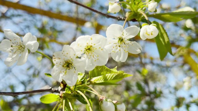 Delicate white flowers and fresh green leaves bask in the warm sunlight of a clear day. This vibrant scene inspires feelings of hope and joy as nature awakens in beautiful spring bloom.