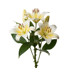 Obraz premium Three blooming creamy white and pale yellow lilies with dark green thorny foliage on a transparent background, a refined botanical study with serene elegance