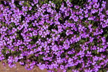 Obraz premium Dense cluster of purple rock cress (Aubrieta deltoidea) in full bloom forming bright floral background. Concept of texture, spring decoration, ground cover, vibrant color.