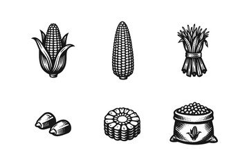 Vintage corn illustrations showing different stages from harvest to kernels © Tymofii