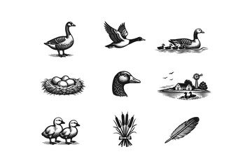 Vintage illustrations of ducks, geese, and farm life elements © Tymofii